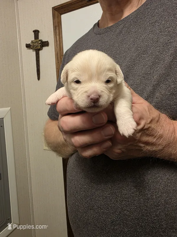 Princess  – Chihuahua puppy for sale in Cave City, AR