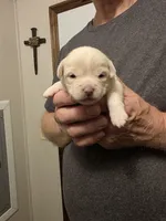 Princess , a female Chihuahua for sale in Cave City, AR – 1 of 3