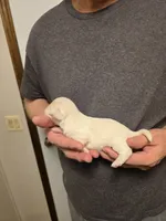 Princess , a female Chihuahua for sale in Cave City, AR – 2 of 3