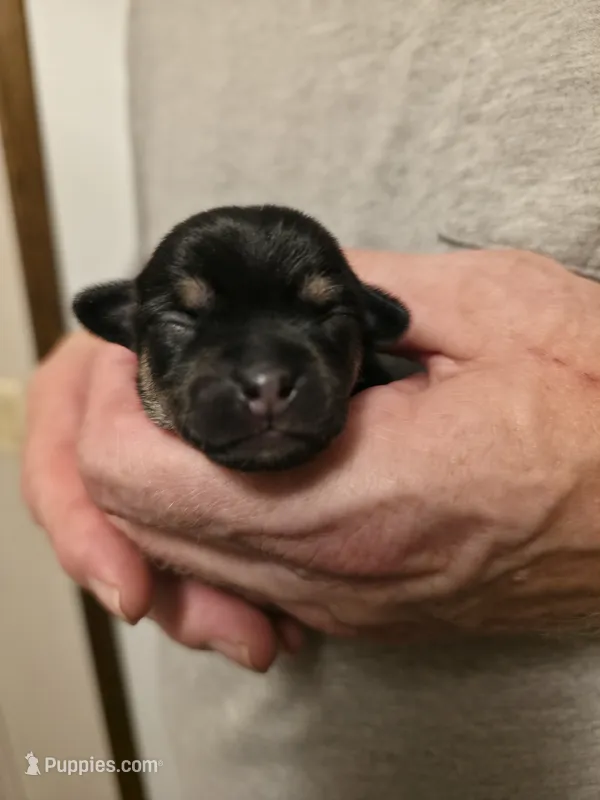 Ebony – Chihuahua puppy for sale in Cave City, AR
