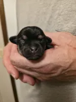 Ebony, a female Chihuahua for sale in Cave City, AR – 1 of 1