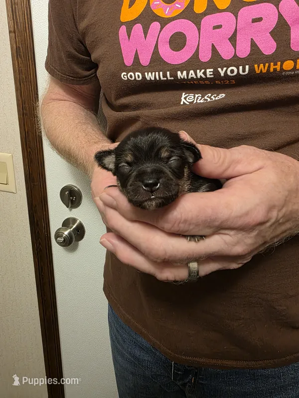 Enzo – Chihuahua puppy for sale in Cave City, AR