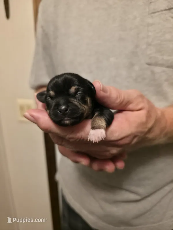 Hope – Chihuahua puppy for sale in Cave City, AR