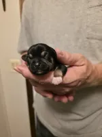 Hope, a female Chihuahua for sale in Cave City, AR – 1 of 3