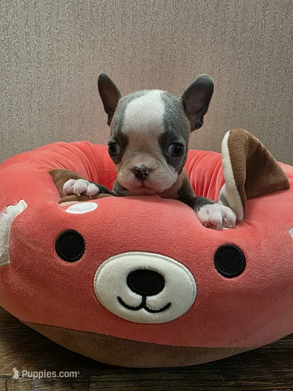 Little boy blue – Boston Terrier puppy for sale in Cave City, AR