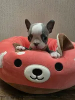 Little boy blue, a male Boston Terrier for sale in Cave City, AR – 1 of 4