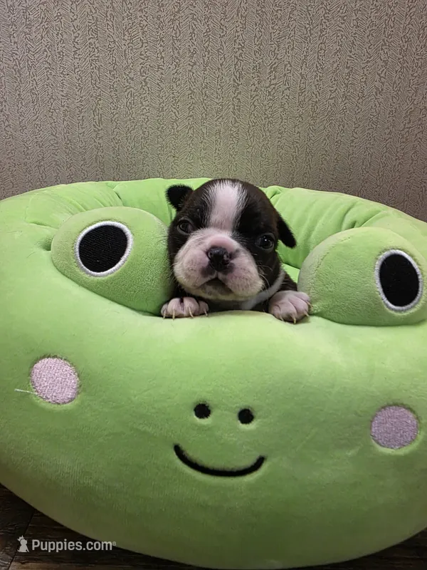 Ruby – Boston Terrier puppy for sale in Cave City, AR