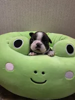 Ruby, a female Boston Terrier for sale in Cave City, AR – 1 of 3