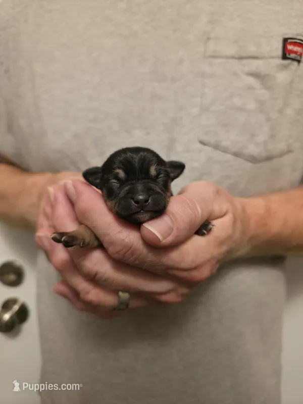 Astro – Chihuahua puppy for sale in Cave City, AR