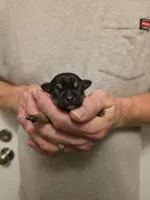 Astro, a male Chihuahua for sale in Cave City, AR – 1 of 3