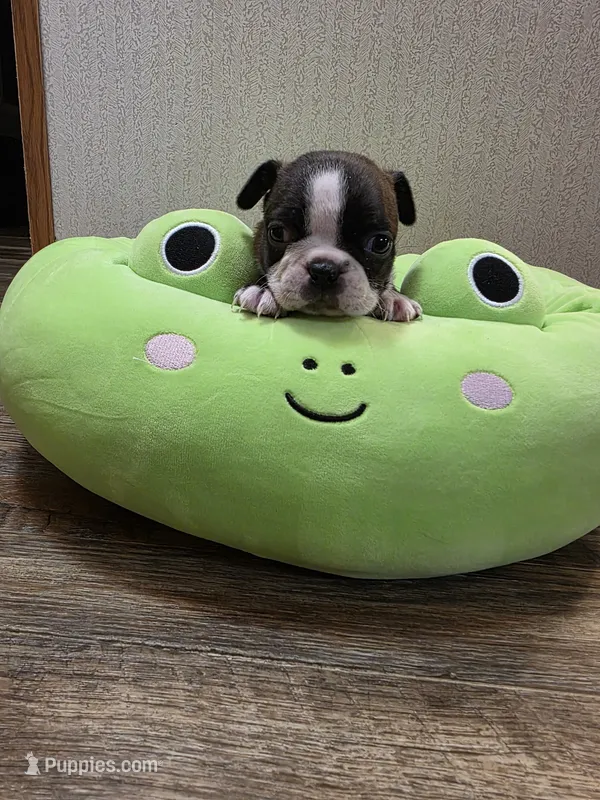 Ruby – Boston Terrier puppy for sale in Cave City, AR