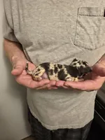 Splash, a male Chihuahua for sale in Cave City, AR – 3 of 3