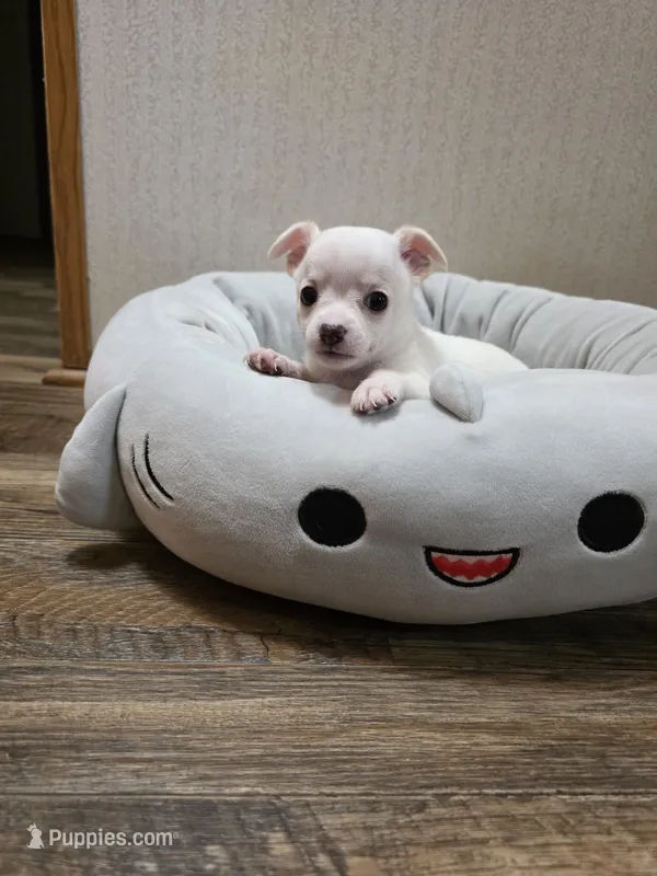Ringo – Chihuahua puppy for sale in Cave City, AR
