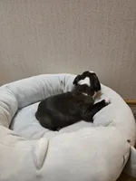 REX, a male Boston Terrier for sale in Cave City, AR – 4 of 5