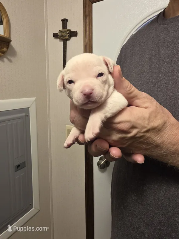 Creampuff – Chihuahua puppy for sale in Cave City, AR