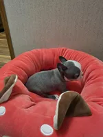 Little boy blue, a male Boston Terrier for sale in Cave City, AR – 3 of 4