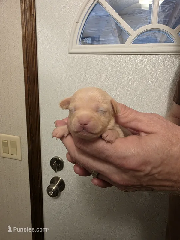 Snickers  – Chihuahua puppy for sale in Cave City, AR