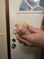 Snickers , a female Chihuahua for sale in Cave City, AR – 1 of 3