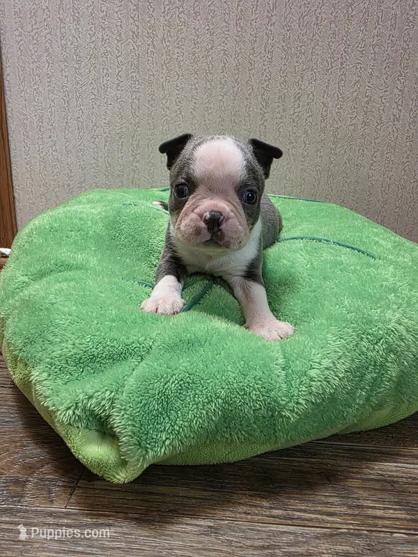 Waffles – Boston Terrier puppy for sale in Cave City, AR