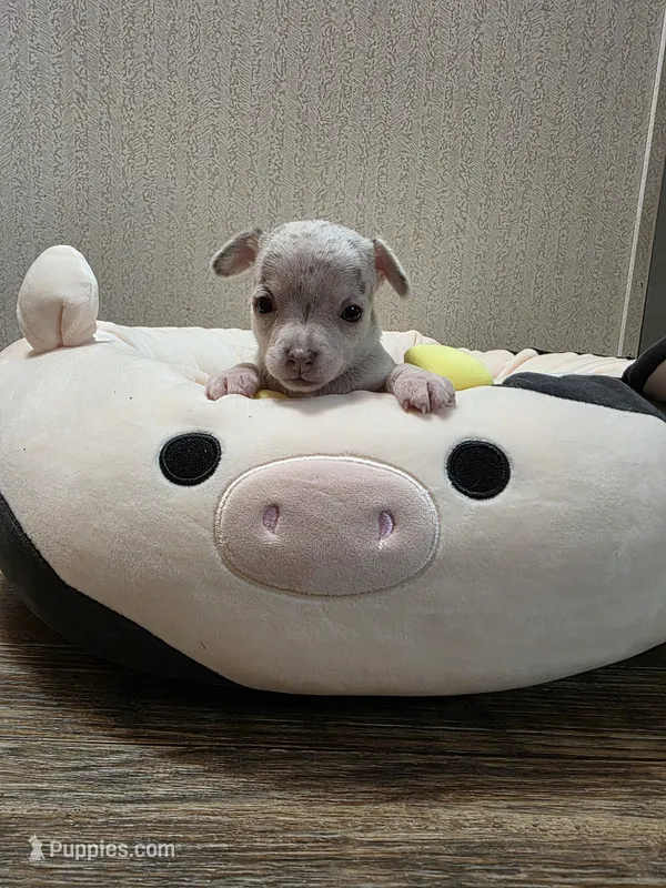 Ziggy – Chihuahua puppy for sale in Cave City, AR