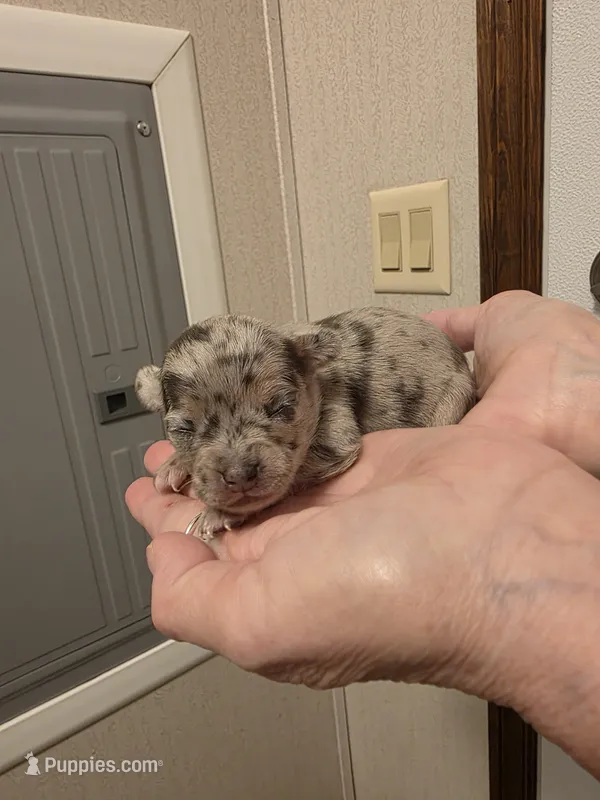 Pumpkin  – Chihuahua puppy on hold in Cave City, AR