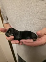 Jack, a male Chihuahua for sale in Cave City, AR – 3 of 3
