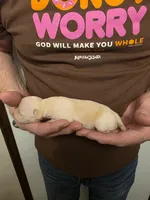 Dixie, a female Chihuahua for sale in Cave City, AR – 3 of 3