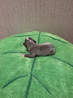 Bandit , a male Boston Terrier for sale in Cave City, AR – 3 of 3
