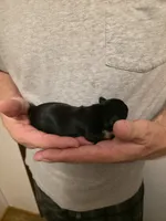 Hope, a female Chihuahua for sale in Cave City, AR – 2 of 3
