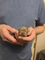 Benji, a male Chihuahua for sale in Cave City, AR – Photo 5 of 5