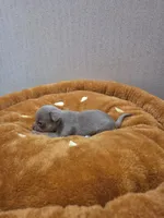 Benji, a male Chihuahua for sale in Cave City, AR – Photo 1 of 5