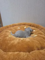 Benji, a male Chihuahua for sale in Cave City, AR – Photo 3 of 5