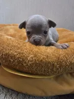 Benji, a male Chihuahua for sale in Cave City, AR – Photo 2 of 5