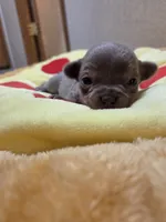 Benji, a male Chihuahua for sale in Cave City, AR – Photo 4 of 5