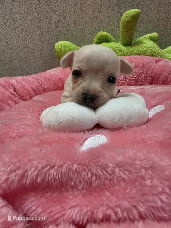 Dixie – Chihuahua puppy for sale in Cave City, AR