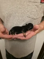 Astro, a male Chihuahua for sale in Cave City, AR – 2 of 3