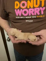 Snickers , a female Chihuahua for sale in Cave City, AR – 3 of 3
