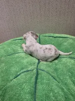 Ziggy, a male Chihuahua for sale in Cave City, AR – 3 of 3