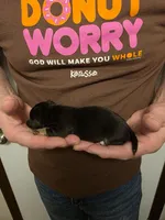 Enzo, a male Chihuahua for sale in Cave City, AR – 3 of 3