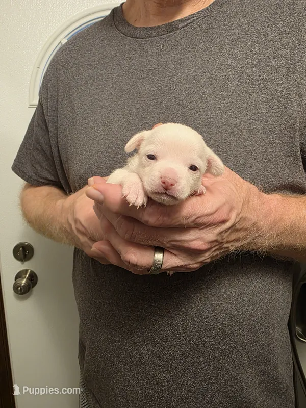 Snow White – Chihuahua puppy for sale in Cave City, AR