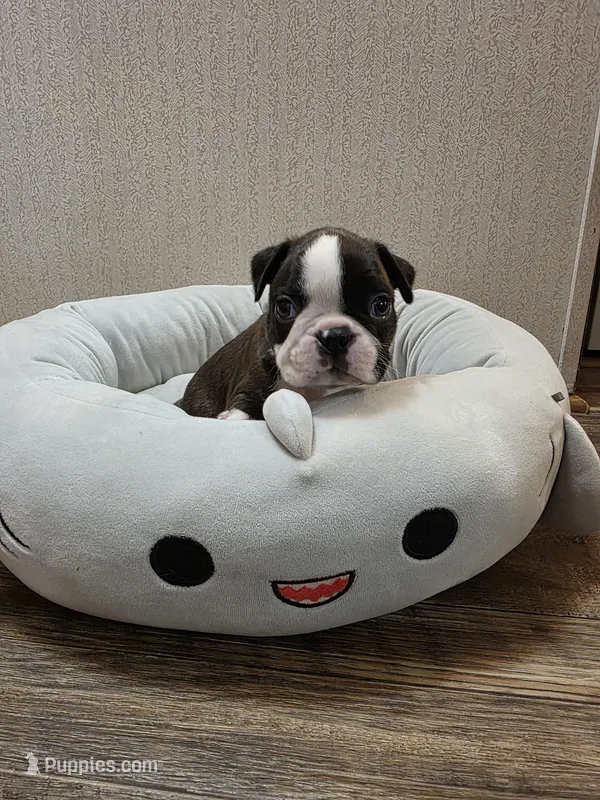 Tuck – Boston Terrier puppy for sale in Cave City, AR
