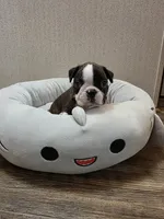 REX, a male Boston Terrier for sale in Cave City, AR – 2 of 5