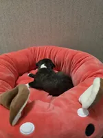 Ruby, a female Boston Terrier for sale in Cave City, AR – 2 of 3
