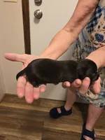 Romeo, a male Chihuahua for sale in Cave City, AR – 2 of 3