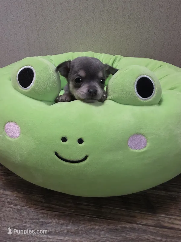 Fiona – Chihuahua puppy for sale in Cave City, AR