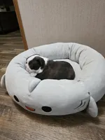 Lucky, a male Boston Terrier for sale in Cave City, AR – 2 of 4