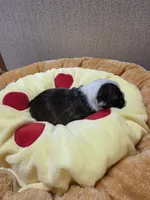 Rocky, a male Boston Terrier for sale in Cave City, AR – 2 of 3