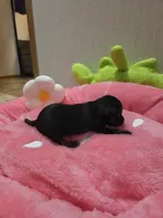 Midnight, a female Chihuahua for sale in Cave City, AR – Photo 3 of 4