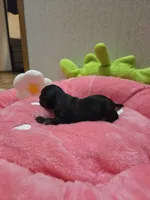 Midnight, a female Chihuahua for sale in Cave City, AR – Photo 2 of 4