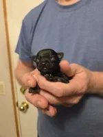 Midnight, a female Chihuahua for sale in Cave City, AR – Photo 4 of 4